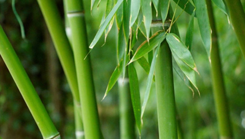Bamboo Vinegar